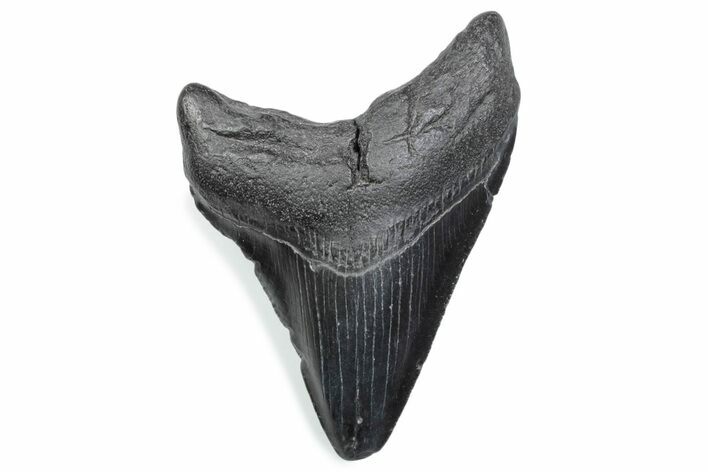 Fossil Megalodon Tooth - South Carolina #370470